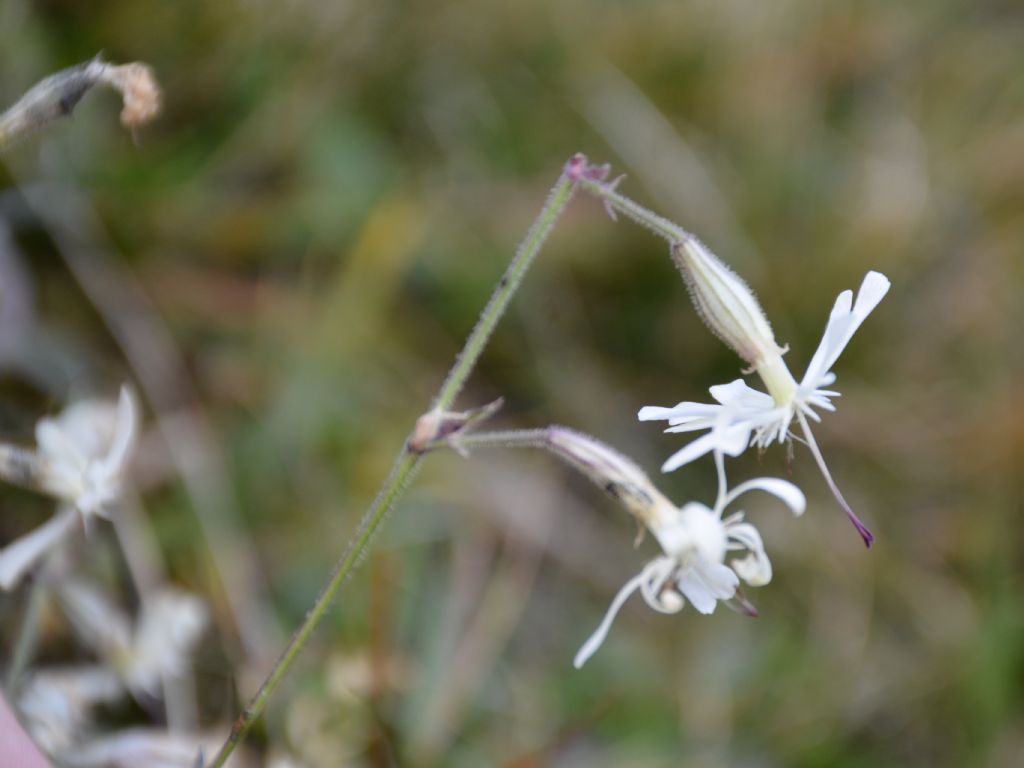 Silene nutans